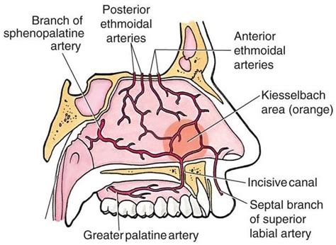 sangerarea nazala|Sângerare nazală (epistaxis)